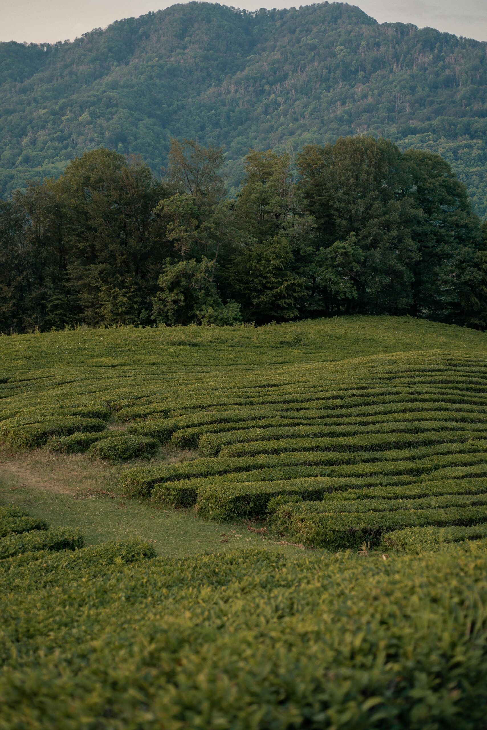 Lush green tea plantation with mountainous backdrop showcasing rural tranquility at sunset.